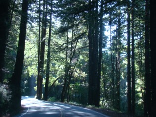 Tall trees along Highway 17